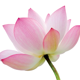 fleur_lotus_mp