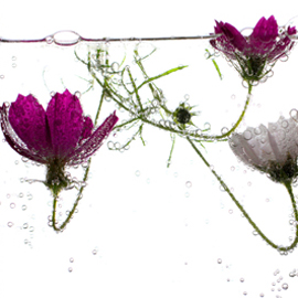 listing-eaux-florales1
