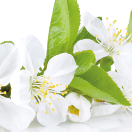 listing-fleur-oranger
