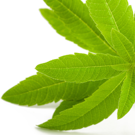 listing-verveine